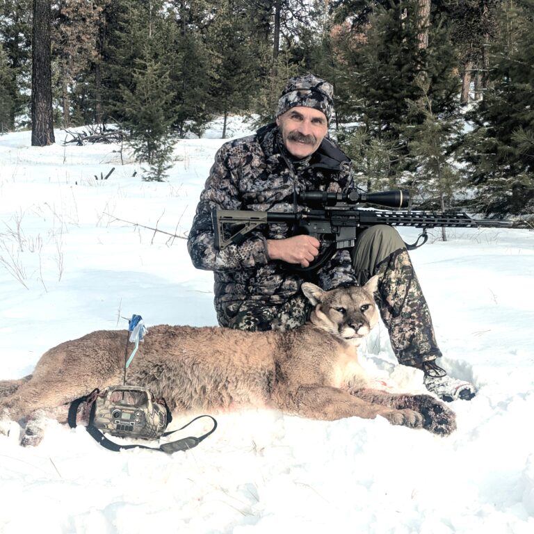 mountain lion taken with 6.5 Grendel