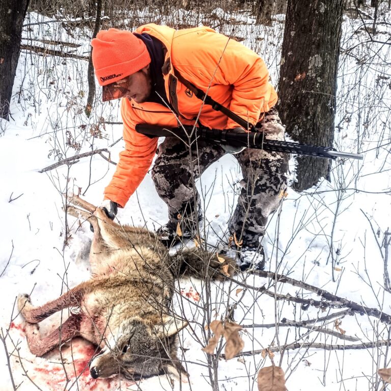Successful coyote hunt in the snow